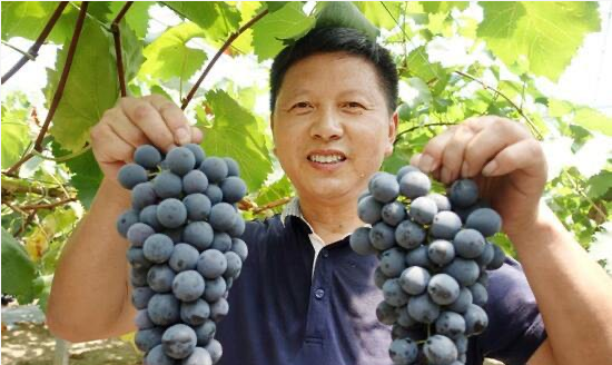 草莓视频官网入口葡萄技术改革创新者